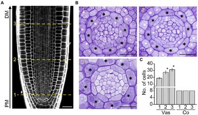 Division of cortical cells is regulated by auxin in Arabidopsis roots